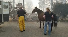 Horse rescued from deadly Californian Camp Fire