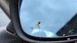 Putting an ant in a spiders web