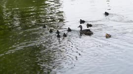 Ten baby ducks on Dobbins pond, Ifield