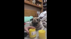 Pug wins adorably at hidden cup game