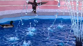 duck playing in a water fountain