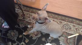 miniature pinscher begging for food and back talking