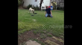 Labrador plays swings Staffordshire Bull Terrier puppy round