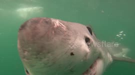 Eye To Eye!! White Shark Gets A Bit To Close To Cameraman!