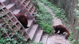 Red Pandas playing