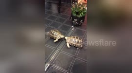 Giant tortoise fights with own reflection in mirror