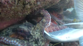 Horrifying Footage Show Octopus Dragging Fish To Its Doom