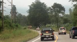 Testosterone-fuelled elephants cause traffic jam by squaring up on country road