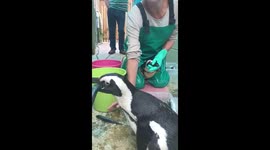 Breakfast of Champions