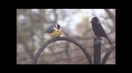 Nutty Nuthatches