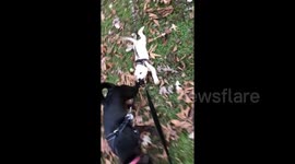 This dog really doesn’t want his first walkies to end
