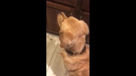 Golden Retriever gives owner the warmest welcome after long trip