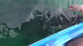 Mexico whale encounter raw 2
