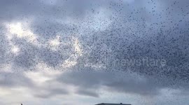 Starlings of Aberystwyth