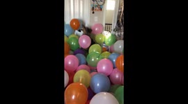 Copper the dog has the time of her life playing in room filled with balloons