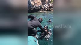 Diver makes clingy friend as octopus sticks to diver