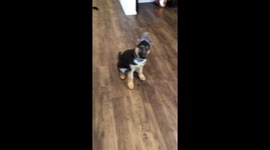 When he’s still a puppy...