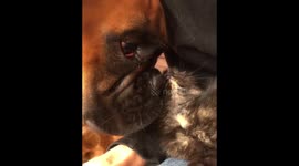 Stray Kitten kisses from K.O.the boxer dog