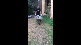 Pug ride in a wheelbarrow
