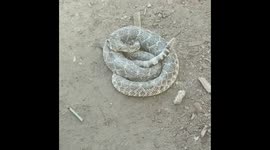 Man scares colleague with dead rattlesnake