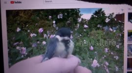 Bird rescued from cat as tornado appears in sky above