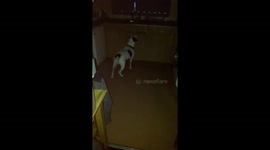 Our dog not happy when Santa visits
