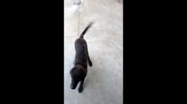 Animal friendship