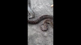 The huge python crawls into the village and attacks humans and cattle