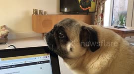 Oscar the pug finds a comfy place to rest?