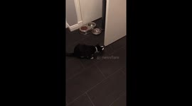 Adorable cat eating yoghurt with paw