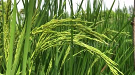 Rice growing and gently swaying in the b breeze.