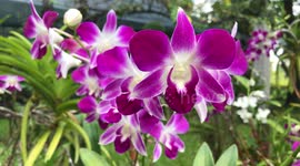Beautiful Purple Thai Orchids