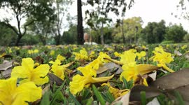 Yellow Flowers in a Park