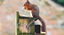 Cute red squirrel eating from a squirrel feeding box