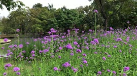 Beautiful PurpleFlowers Swaying in the Breeze