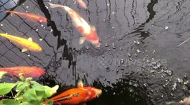 Goldfish (carp) surfacing a Pond to Eat