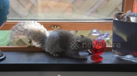 Young squirrel sneaks in through window to steal nutcracker