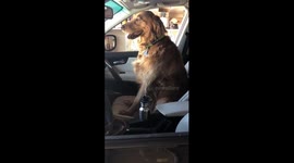 3 Golden Retrievers Go For A Car Ride Will Be The Best Thing You See All Day