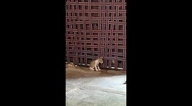 Kittens hide n seek!