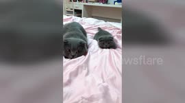 Cute kitten is a perfect mimic of his father