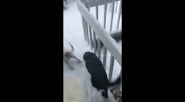 4 Cute Dogs Enjoy Their First Crazy Snow