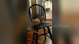 Cute kitten can't stop chasing its own tail