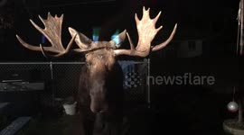 Moose on the loose! US couple greeted by massive deer in backyard