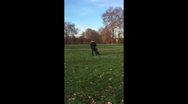 Dog chasing bubbles