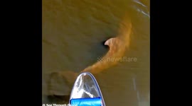 Lone dolphin joins kayaker for a swim
