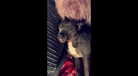 Sleepy pupper