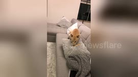 Cute dog tries to bury bone in cushion