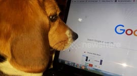 Beagle is completely mesmerised by movement of computer mouse