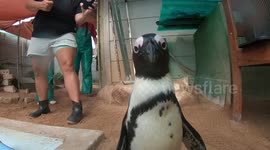No Mercy As Adorable Penguin Assaults Cameraman!