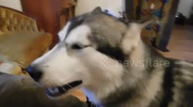 Alaskan Malamute Sojou played like a bagpipe howl